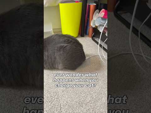 why don’t you watch and find out😳 #cat #entertaininganimals #funnycats #catblogger #catsofyoutube