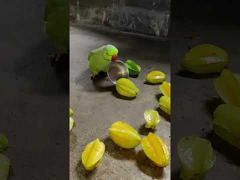 very angry 😠 talking parrot 🦜 #funny #petbird #talkingparot #birds #shorts #reels