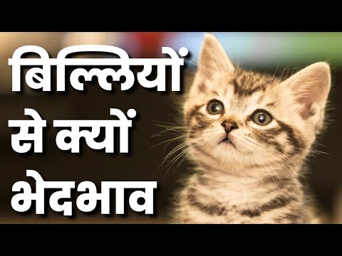 Fear From Cats | बिल्ली से क्यों डरते हैं | बिल्ली से भेदभाव | बिल्ली और कुत्ते की लड़ाइ | Dog & Cat