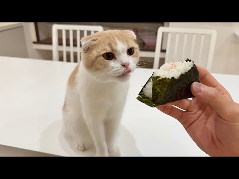 おにぎり食べてると一口だけ貰いに来る猫が可愛すぎました笑