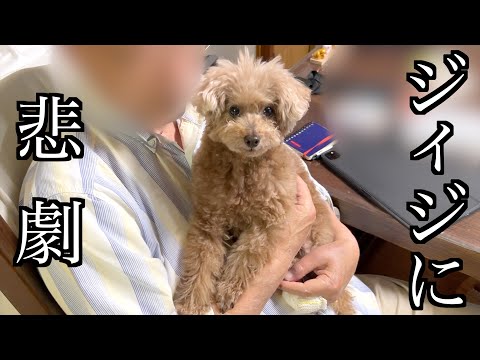 退職して2ヶ月経ったジィジに会ったら色々と大変な事になってました…