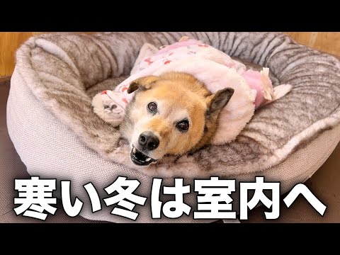 長年外飼いだった愛犬コロちゃんの冬本番ルーティン