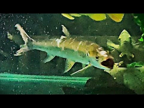 Yellowcheek recovers from an attack by 6x TSN catf Our website_  https_//fish-story.com/

You can connect with us on Monster Fish Keepers forum (screen