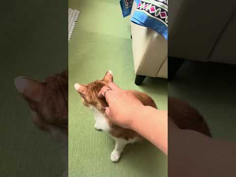 撫でさせてくれた… #cat #元野良猫 #かわいい猫 #ねことのくらし
