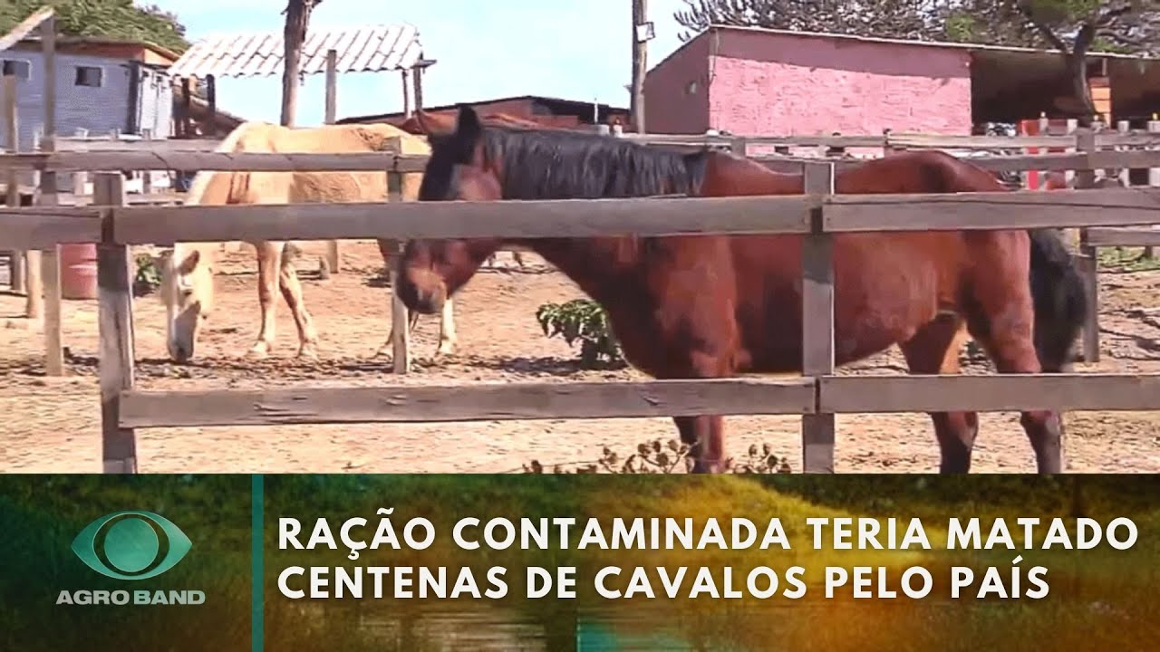 Giro Brasil máquinas agrícolas morte de cavalos por ração preço do arroz