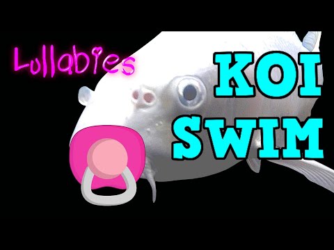 KOI SWIM Ep14  Lullabies   SLEEP NOW  !! KOI SWIM Ep14  Lullabies   SLEEP NOW  !! features beautiful underwater koi in slow motion with soft 