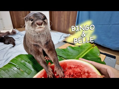 Summer Treat for Otters — Watermelon Time!