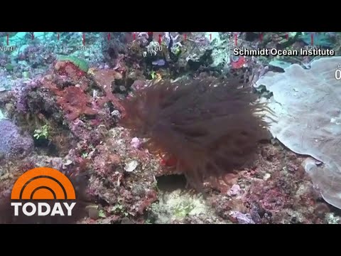 Coral Reef Taller Than Empire State Building Discovered Off Australian Coast | TODAY