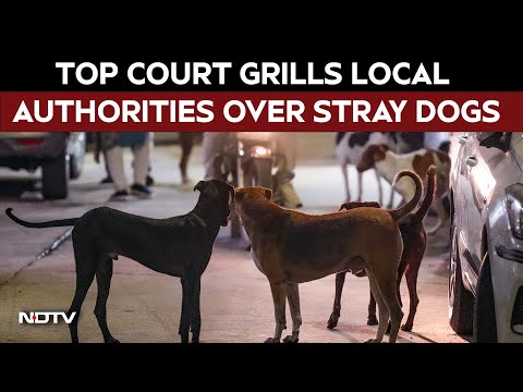 Stray Dog | "You Frame Rules, Don't Implement": Top Court Grills Local Authorities Over Stray Dogs