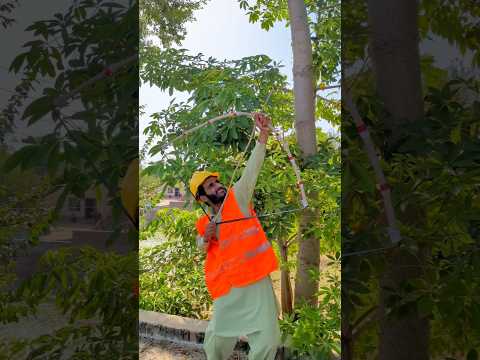 Save birds Save Life #shorts