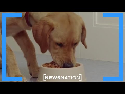 Can a vegan diet be good for your pet? | Morning in America