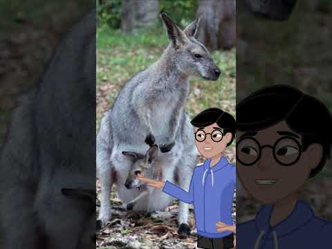 Kangaroos Can’t Walk Backwards! 🦘🚶♂️