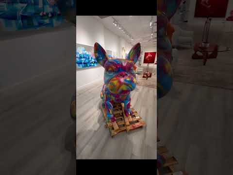 Frenchie for Sale #Frenchbulldog #frenchie