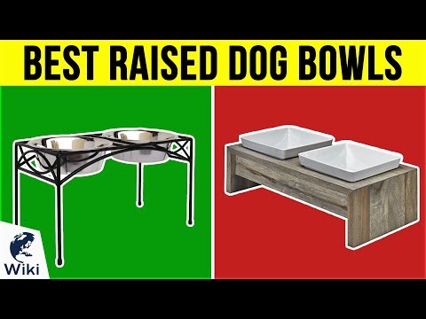 10 Best Raised Dog Bowls 2019 - UCXAHpX2xDhmjqtA-ANgsGmw