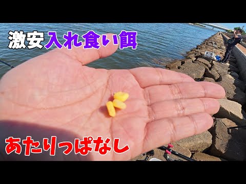 ずっと入れ食い！この激安餌でチヌが入れ食いすぎました。
