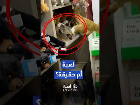 العثور على حيوان "بوسوم" بري داخل متجر هدايا في مطار هوبارت الأسترالي#shorts #short #shortsclip