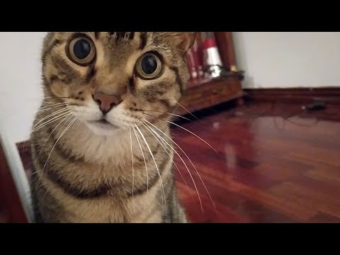 Tabby gets mad when human says ''no''. I had to record, to prove what he does next