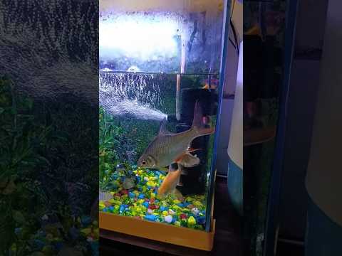 #fish#aquarium #minivlogshorts 🐠🐠🐠🐳🐬🐋🙏🙏🙏🙏