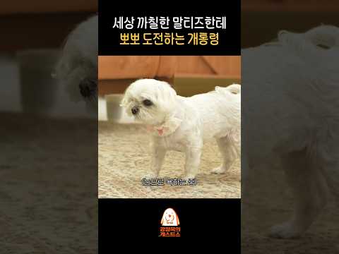 개통령은 가능할까?