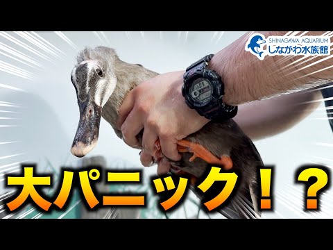 猫の動画サムネイル - カルガモ大パニック＠しながわ水族館