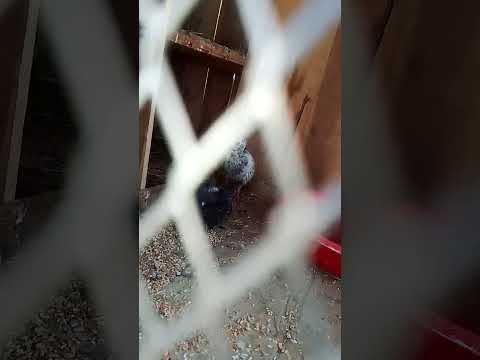 #pigeon #kabutar #bird #bird species🕊️🕊️🕊️🦅🧑🦳🦅🧑🦳🦅 #kabootar