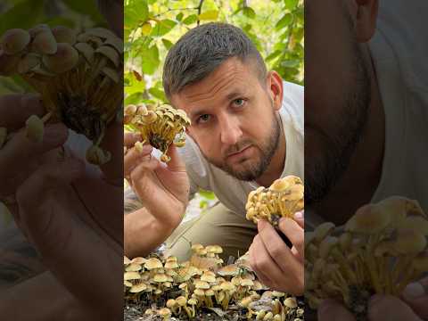 НЕБЕЗПЕЧНІ ДВІЙНИКИ ОПЕНЬОК