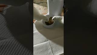 仲良くお食事？？　それ本当に食べられてる？ #shorts