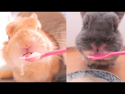 夏バテ予防に梨をあげたら、水を飲むように喉を潤していたムギミミ【No.1702】
