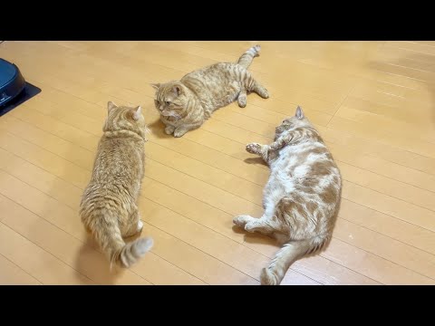 猫も人間もパパは肩身が狭いよね笑