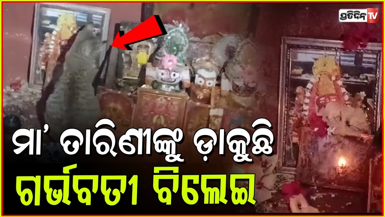 ମାଁ ତାରିଣୀଙ୍କୁ ଗୁହାରୀ କରୁଛି ଗର୍ଭବତୀ ବିଲେଇ ମାଉସୀ | Pregnant Cat Worshipping Maa Tarini In Raygada.