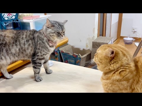 猫の動画サムネイル - 何かが起きそうな瞬間がたくさんあったけど結局何も起きない平和なごはんタイム。