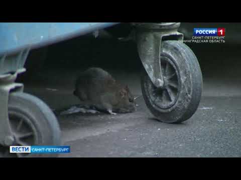 В нескольких районах Петербурга борются с нашествием грызунов