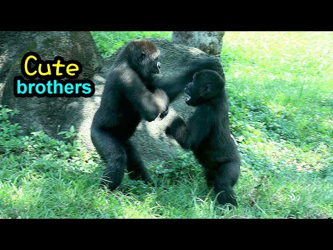 Gorilla Ringo, Jabali enjoy playing together till keeper call them back金剛猩猩Ringo,Jabali玩好嗨直到姐姐叫他們進室內 サムネイル