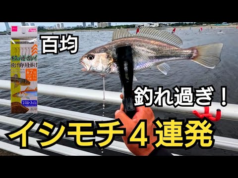 コスパ最強!ダイソーのぶっこみ仕掛けでイシモチが連発!ルアーで体高のあるシーバスが!