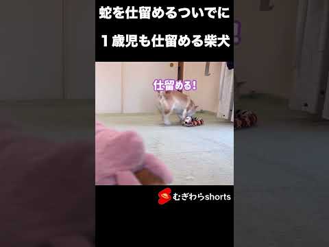 ヘビを仕留めるつもりが、１歳児を仕留める柴犬　#shorts  #柴ちゃん #柴犬と暮らす