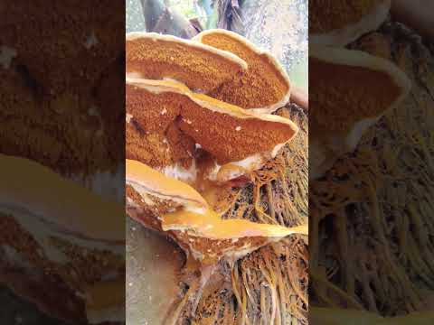 বাঁশ বনের বিষাক্ত মাশরুম (ছত্রাক) #shortsfeed #nature #villagelife #masrum