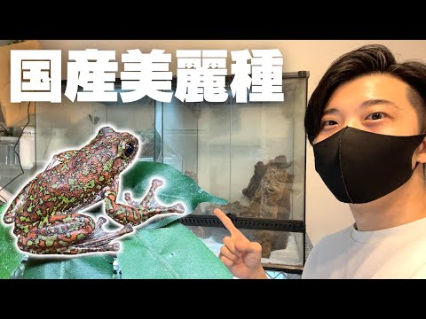 世界に誇れる国産美麗種を紹介【モリアオガエル】