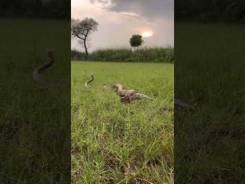 Python snake attack😱 ज़ैरिला जीवजंतु