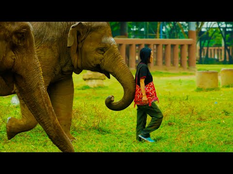 Woman Becomes Part of Elephant Herd | Wild Thailand | BBC Earth