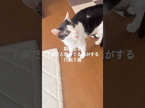 猫の動画サムネイル - 飼い主を下僕だと思ってる猫がする行動3選 #猫 #ねこ #猫のいる暮らし #ねこのいる生活 #保護猫 #猫動画 #猫好きさんと繋がりたい #猫のいる生活 #猫好き VOICEVOX:ずんだもん