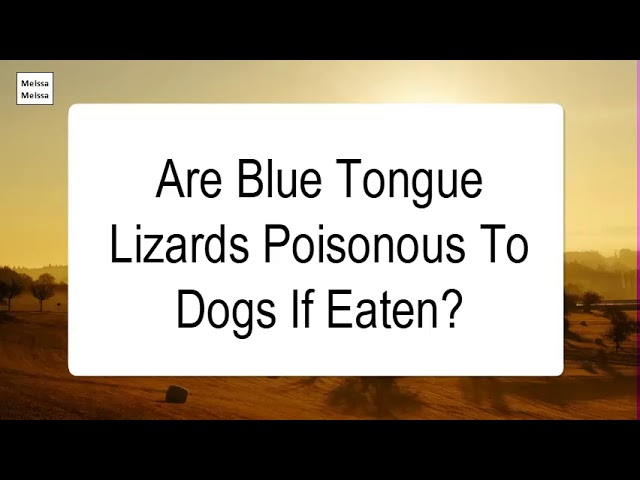Are Lizards Poisonous To Dogs?