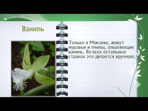 Кулинарная энциклопедия - Ваниль - UC7XBjhXnmmXFsxmnys9PmDQ