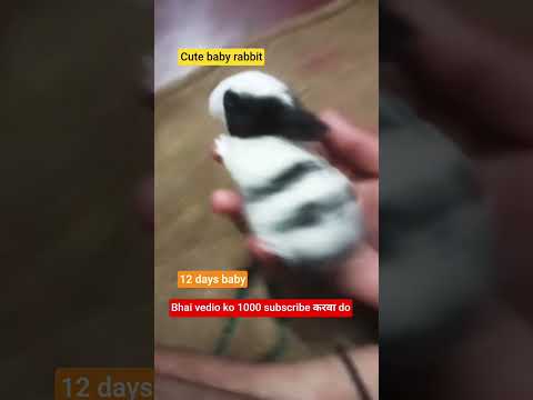 #cute baby #rabbit #mannurabbit #viralvideo