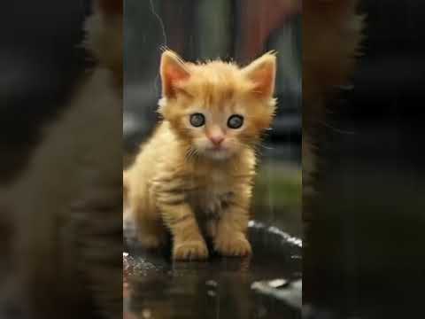 o abandono é cruel #gatuno #cat #catvideos #comcarinhokitty #catlover #animacao