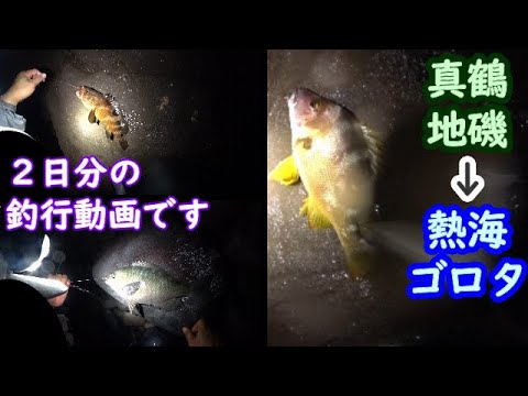 【真鶴→熱海】2日分の釣行動画・フエダイ＆メジナ狙い【2024年10月上旬】