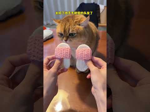 【牛奶是只猫】#猫咪的迷惑行为 #桌宠 天冷了，猫咪也有自己的小鞋子了 thumbnail