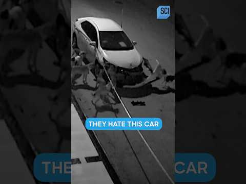 Pack of Dogs RIP APART Man’s Car… But Why?! | Strange Evidence | Science Channel