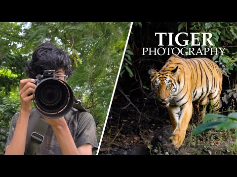 Photographing and Filming Tigers at TADOBA (INSANE ENCOUNTER)