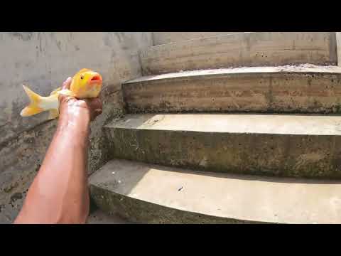 Tiếp tục ngày 2 đi câu sông ĐỒNG NAI bãi củ không là ta thất vọng .@chautientv