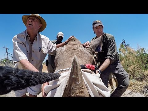 GoPro: The Last of the Rhinos - Join the Movement - UCqhnX4jA0A5paNd1v-zEysw